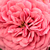 Ružová - Trpasličia, mini ruža - Pink Babyflor®